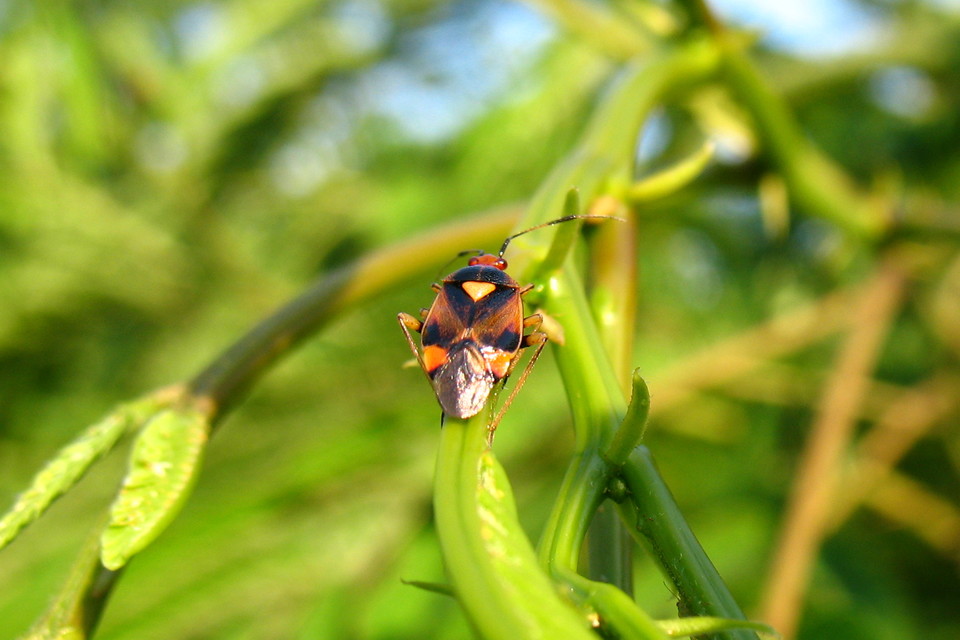 Deraeocoris ruber - vöröses mezeipoloska