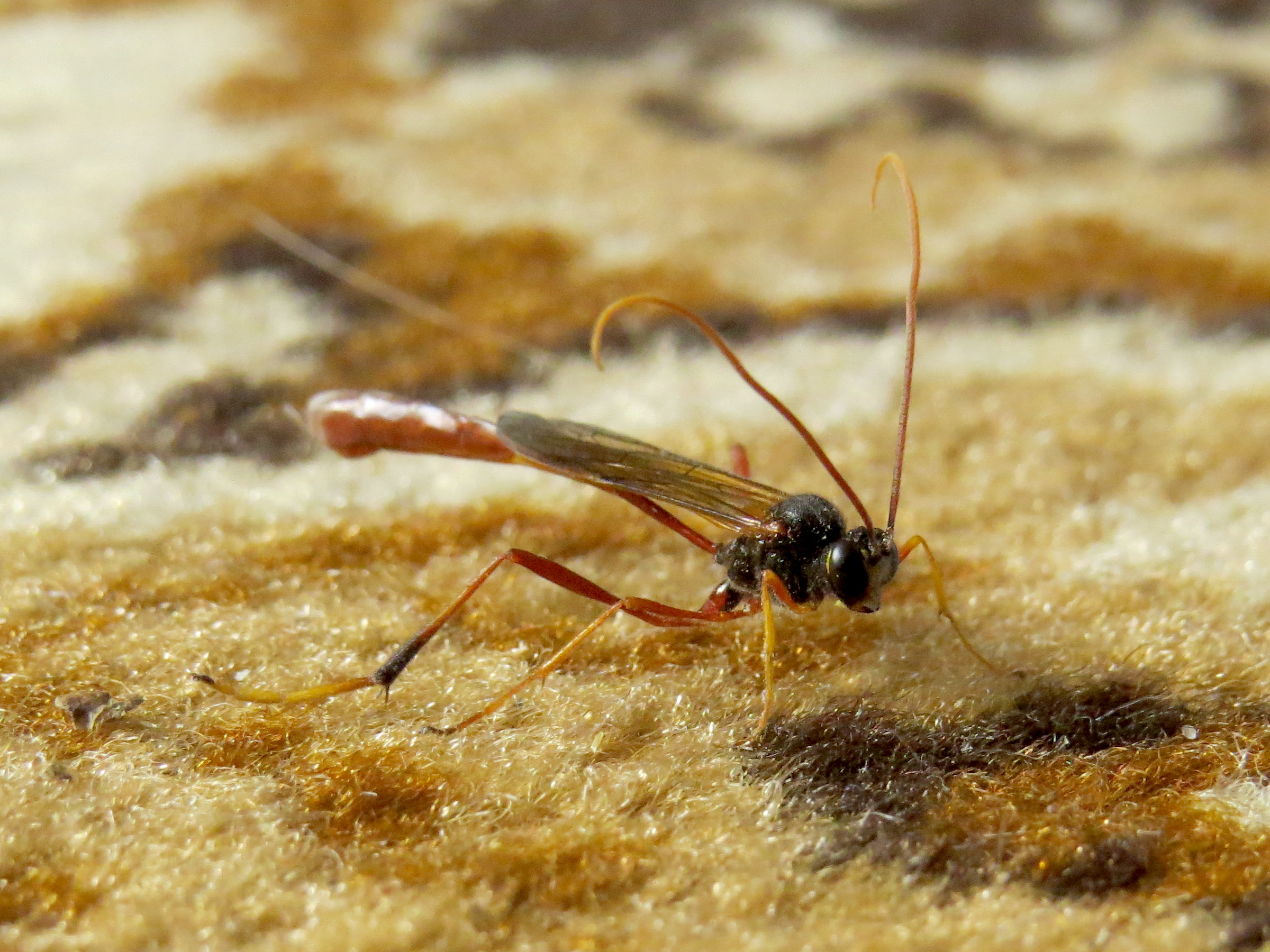 Heteropelma amictum