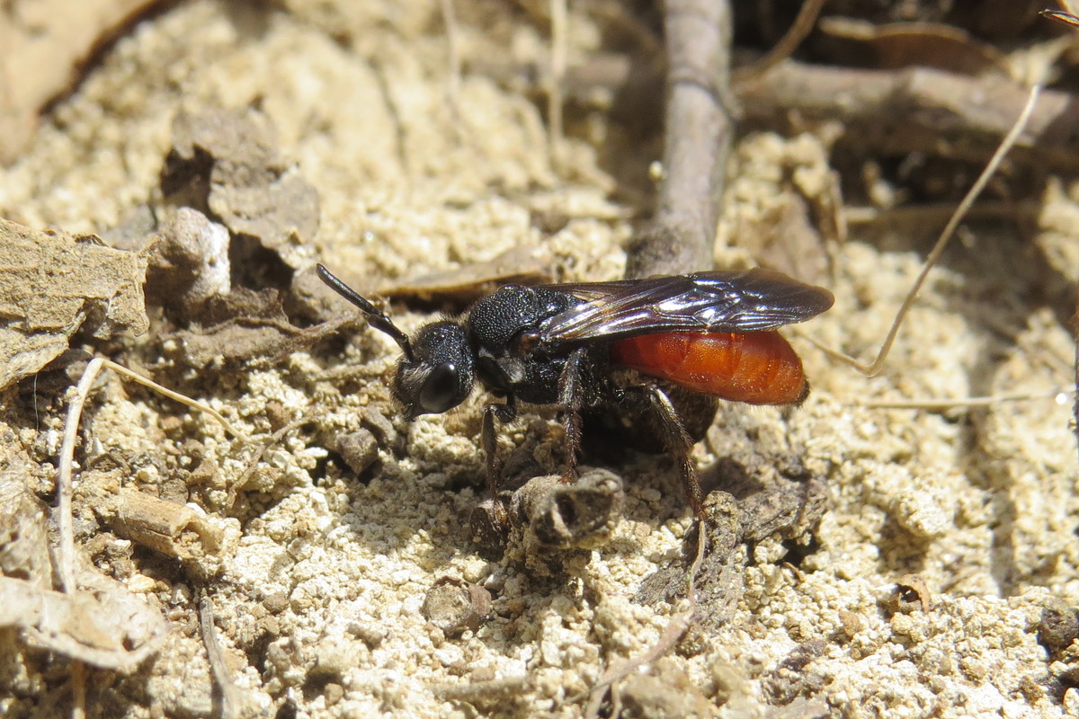 Sphecodes albilabris - nagy piroshasúméh