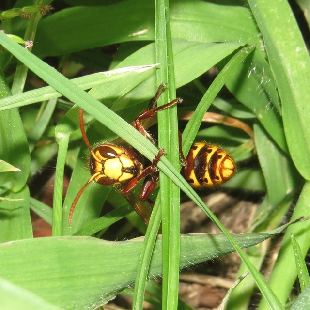 Vespa crabro - lódarázs