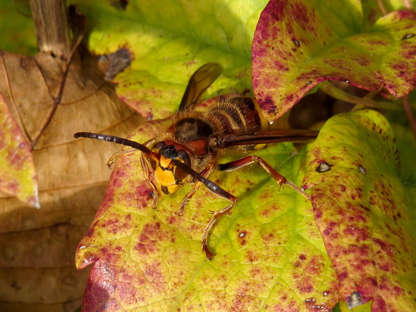 Vespa crabro - lódarázs