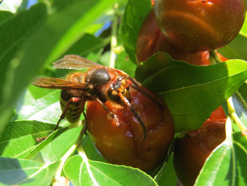 Vespa crabro - lódarázs