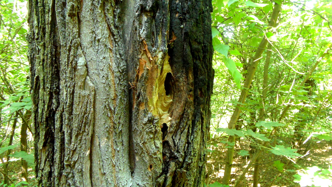Vespa crabro - lódarázs