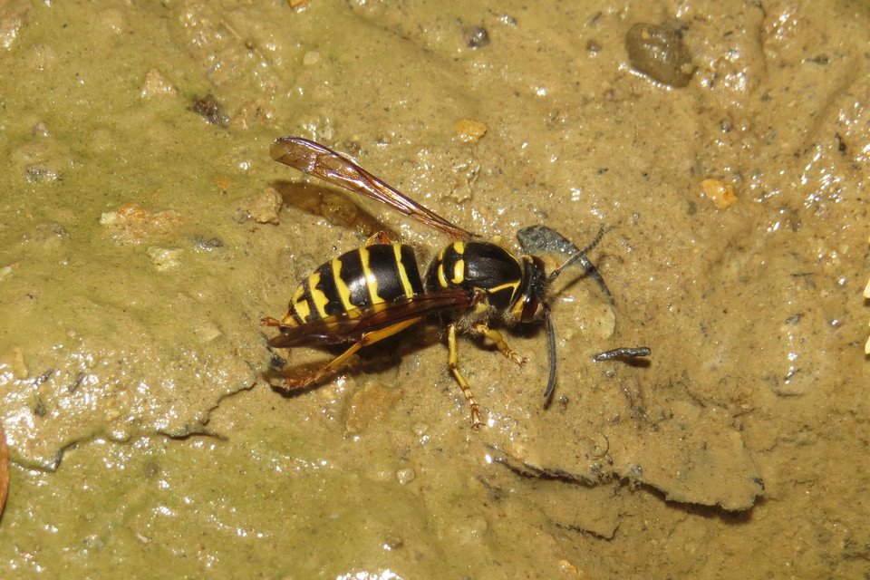 Dolichovespula media - szögletesfejű darázs