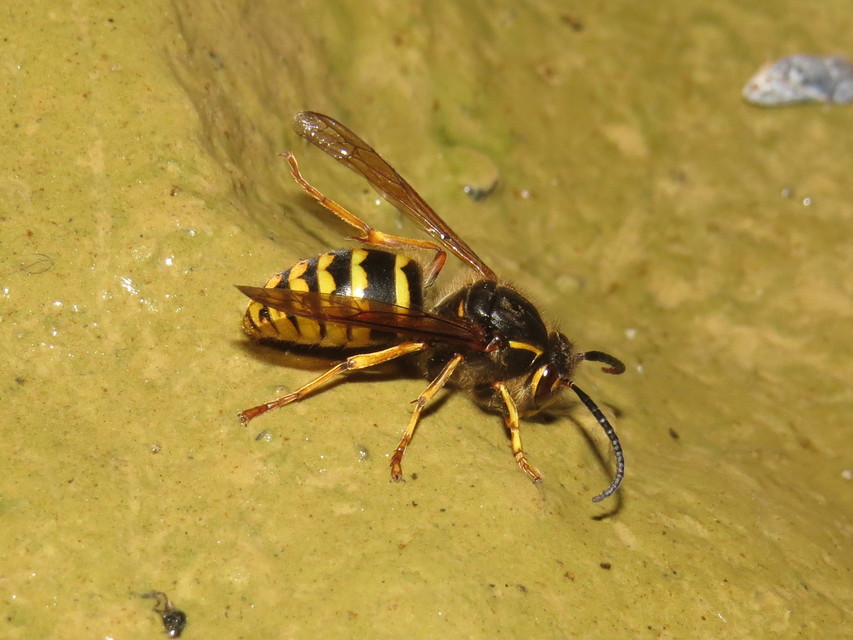 Dolichovespula media - szögletesfejű darázs