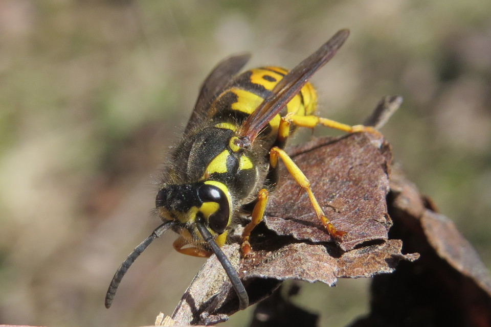 Vespula germanica - német darázs