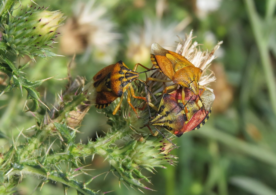 Carpocoris Carpocoris