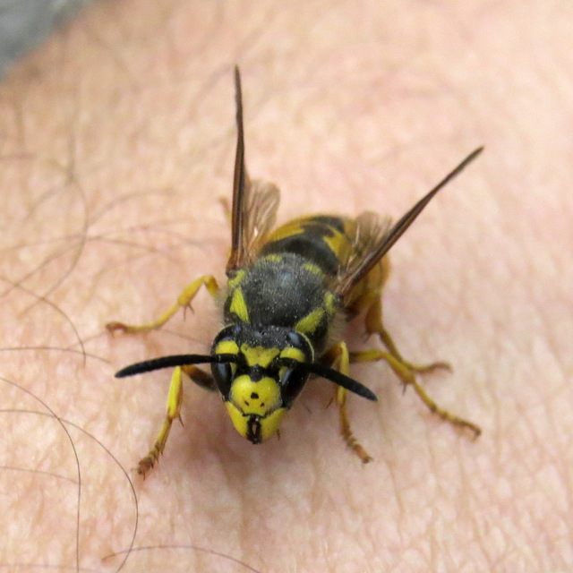Vespula germanica - német darázs