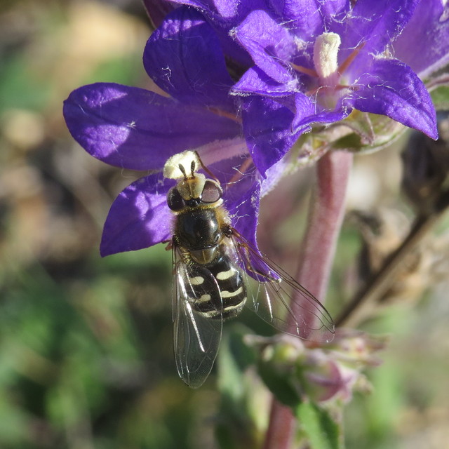 Scaeva pyrastri - gyakori nagyhomlokúlégy