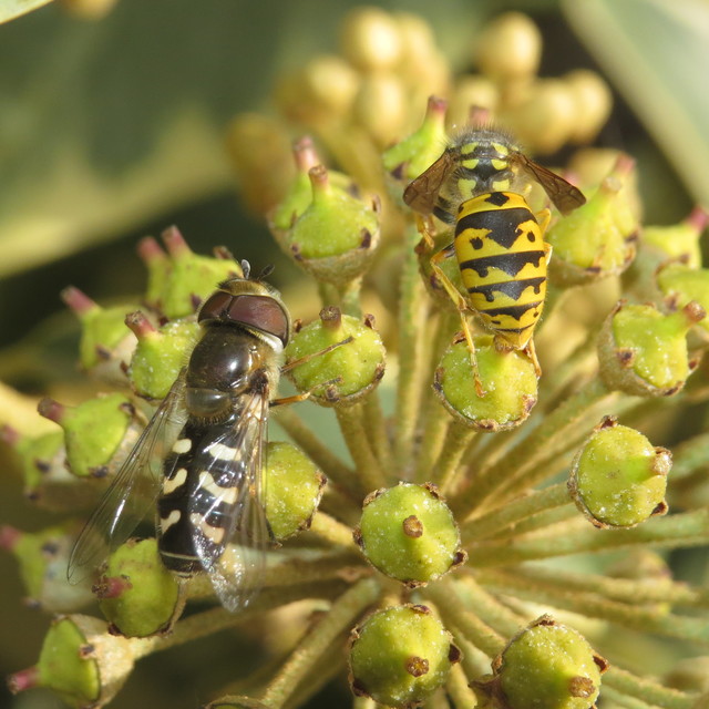 Scaeva pyrastri - gyakori nagyhomlokúlégy