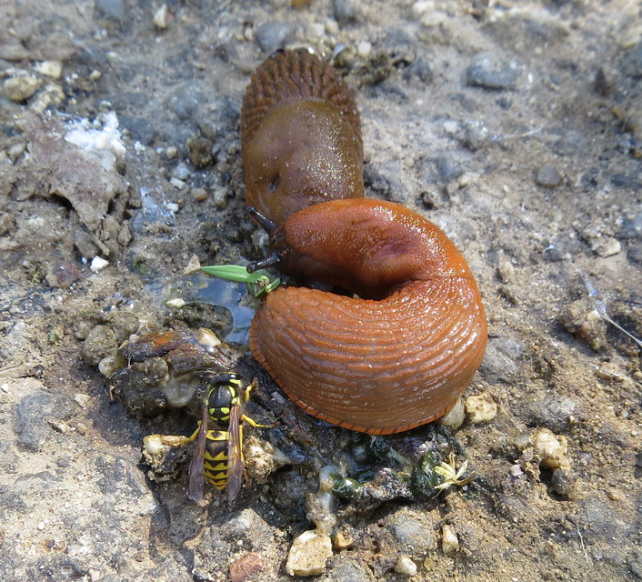 Vespula germanica - német darázs