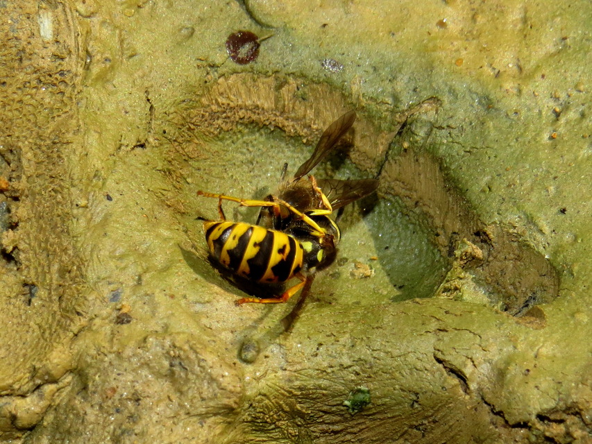 Vespula germanica - német darázs