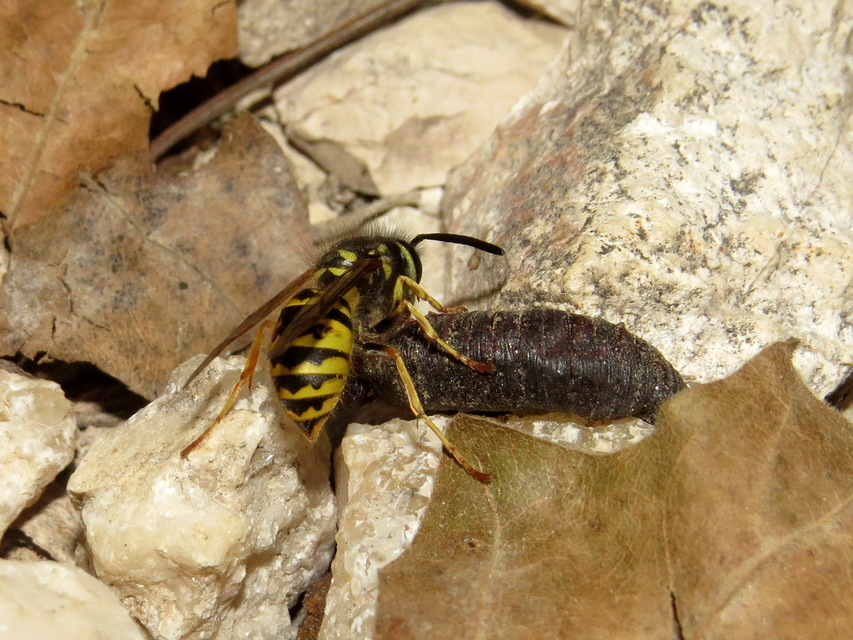Vespula vulgaris - kecskedarázs