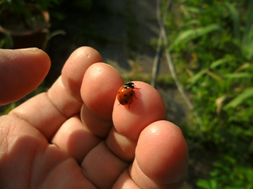 Dinocampus coccinellae - katica-gyilkosfürkész