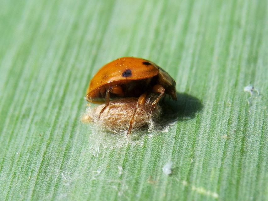 Dinocampus coccinellae - katica-gyilkosfürkész