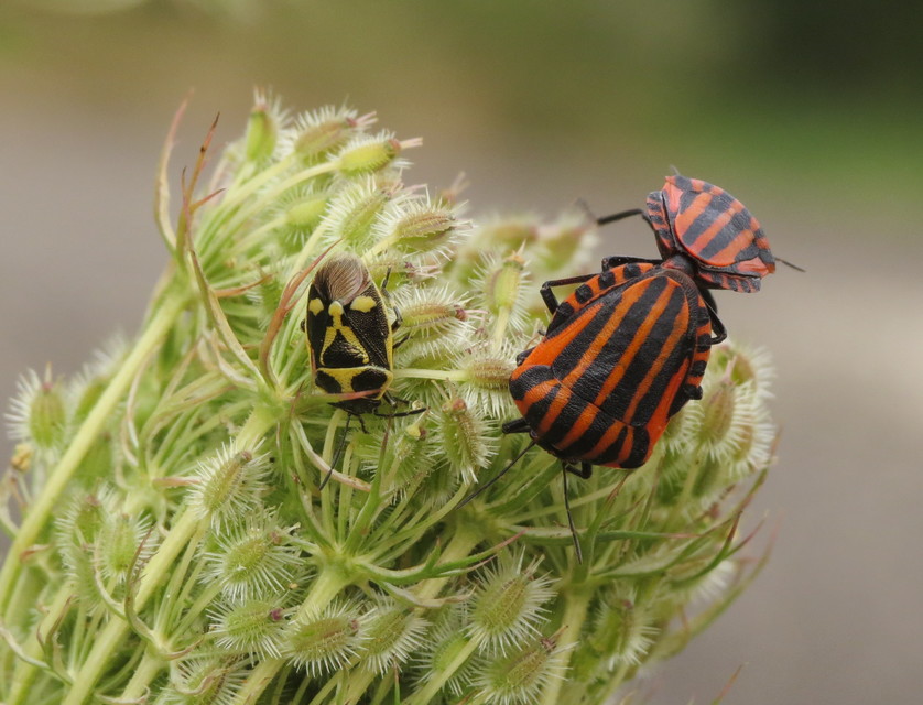 Graphosoma italicum - csíkos pajzsospoloska
