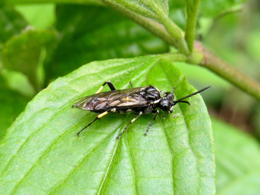 Tenthredinidae - valódi levéldarazsak