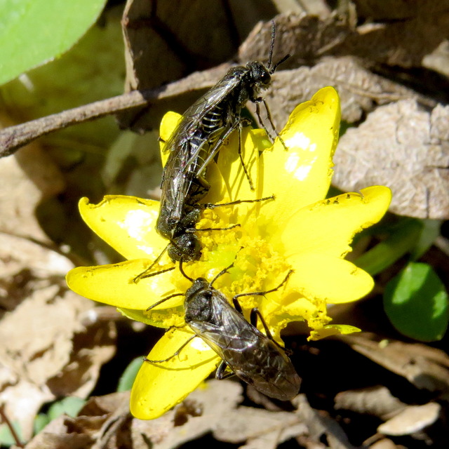Tenthredinidae - valódi levéldarazsak