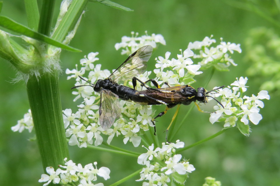 Macrophya montana - hegyi levéldarázs
