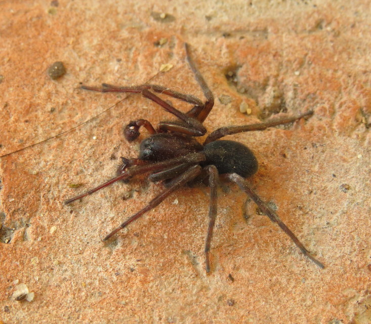Amaurobius ferox - nagy eretnekpók