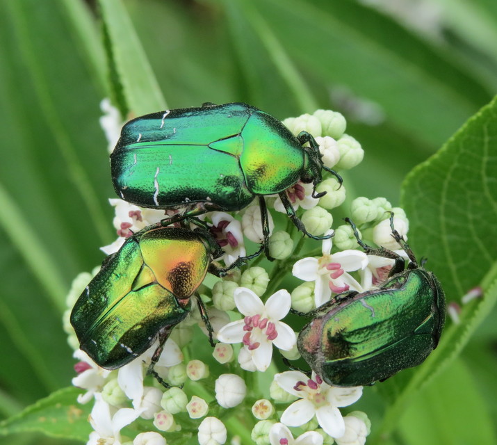 Cetonia aurata - aranyos virágbogár