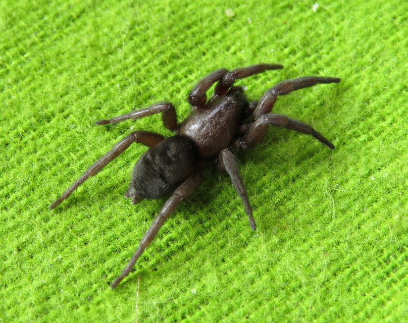 Scotophaeus scutulatus - közönséges egérpók