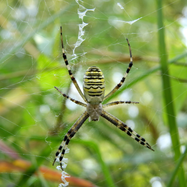 Argiope bruennichi - darázspók
