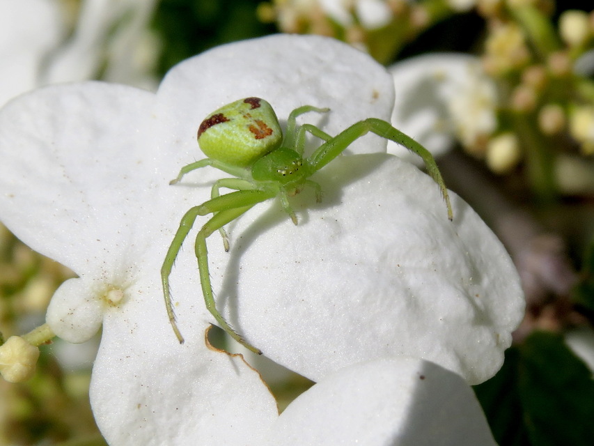 Ebrechtella tricuspidata - alakoskodó karolópók