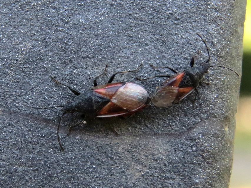 Oxycarenus lavaterae - hársbodobács