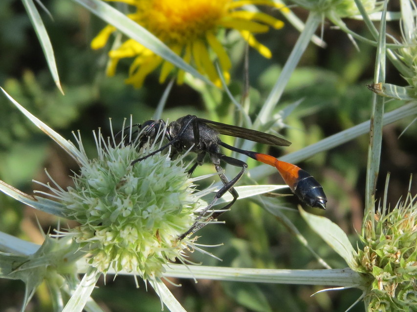 Ammophila