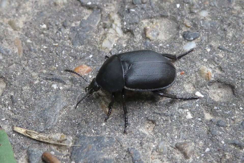 Ablattaria laevigata - sima csigarabló
