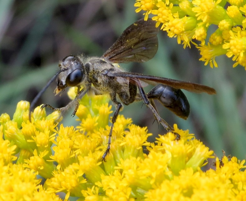 Isodontia mexicana - mexikói fűdarázs