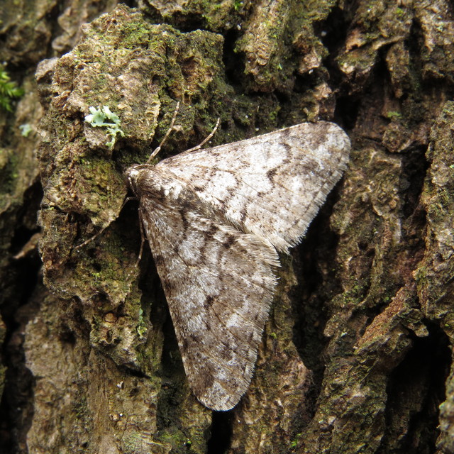 Agriopis leucophaearia - tölgy-tavasziaraszoló Agriopis leucophaearia - tölgy-tavasziaraszoló
