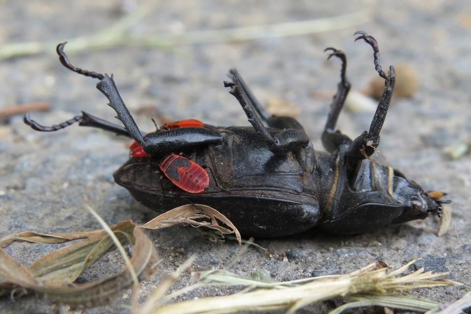 Pyrrhocoris apterus - verőköltő poloska