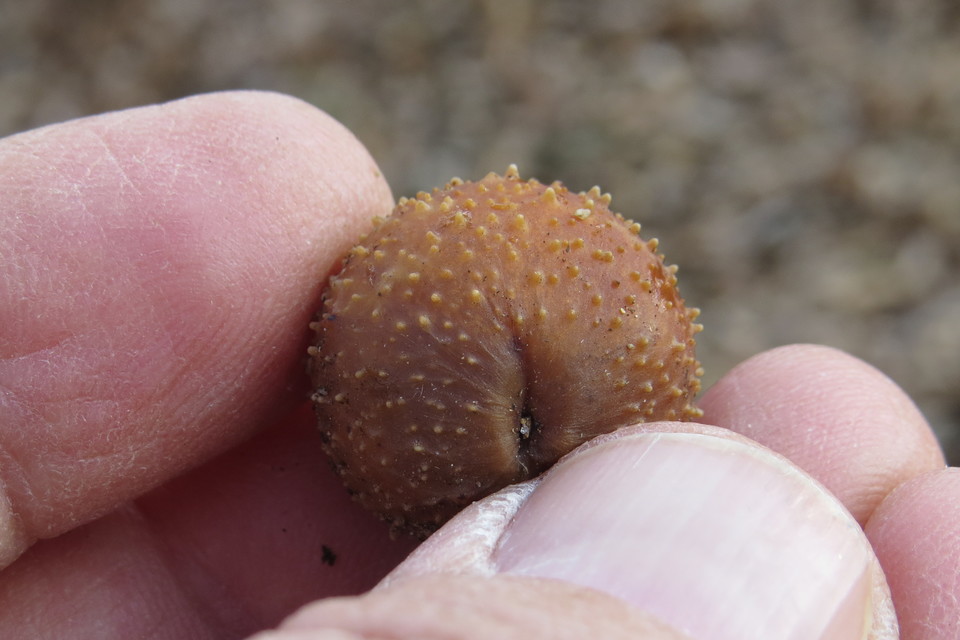 Cynips quercusfolii - golyógubacsdarázs