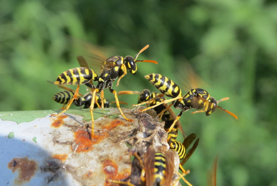 Polistes dominulus - déli papírdarázs