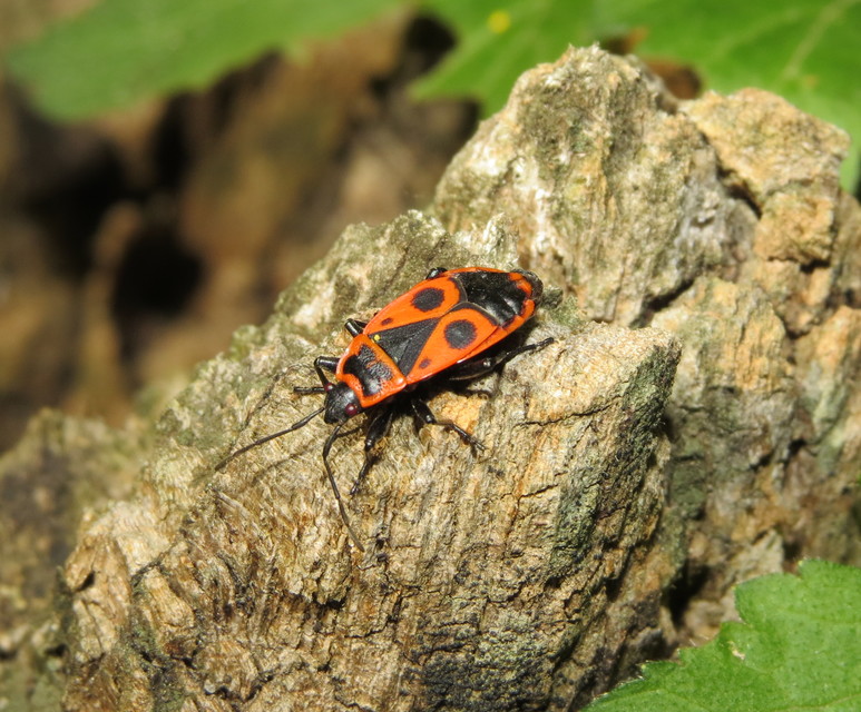 Pyrrhocoris apterus - verőköltő poloska