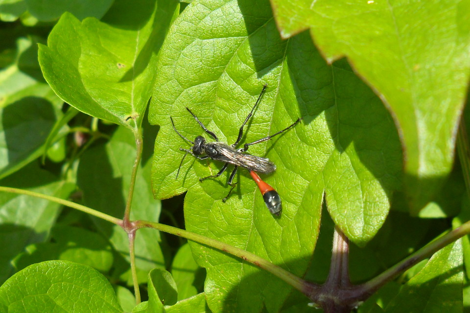 Ammophila