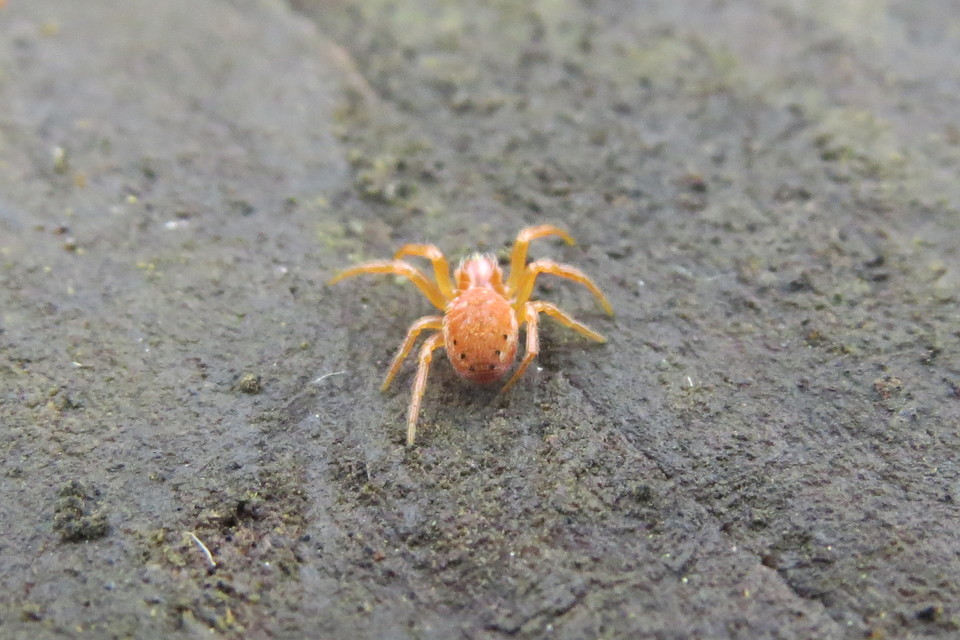 Araniella