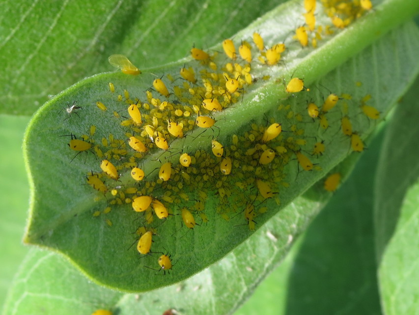 Aphis nerii - oleander-levéltetű