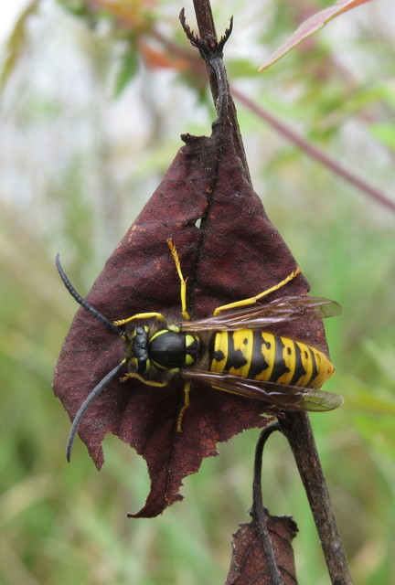 Vespula