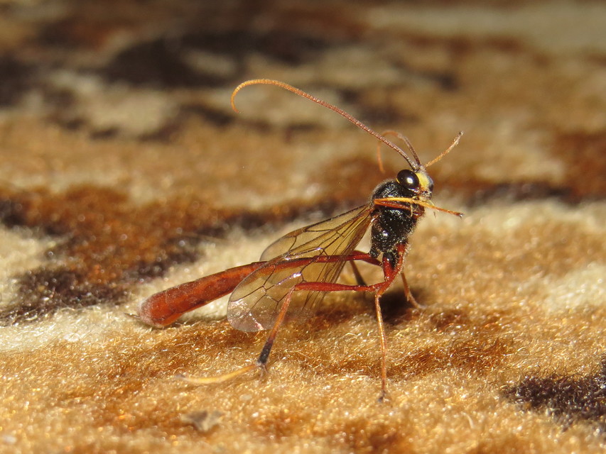Heteropelma amictum