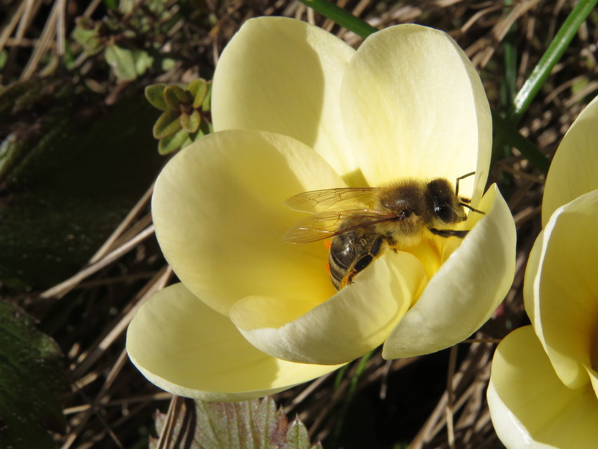 Apis mellifera - háziméh