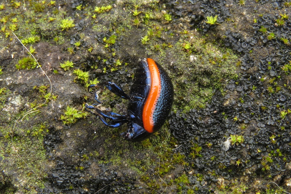 Chrysolina rossia - trapézhátú szegélyeslevelész