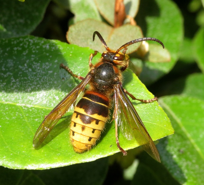 Vespa crabro - lódarázs