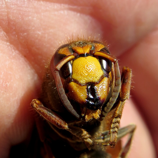 Vespa crabro - lódarázs