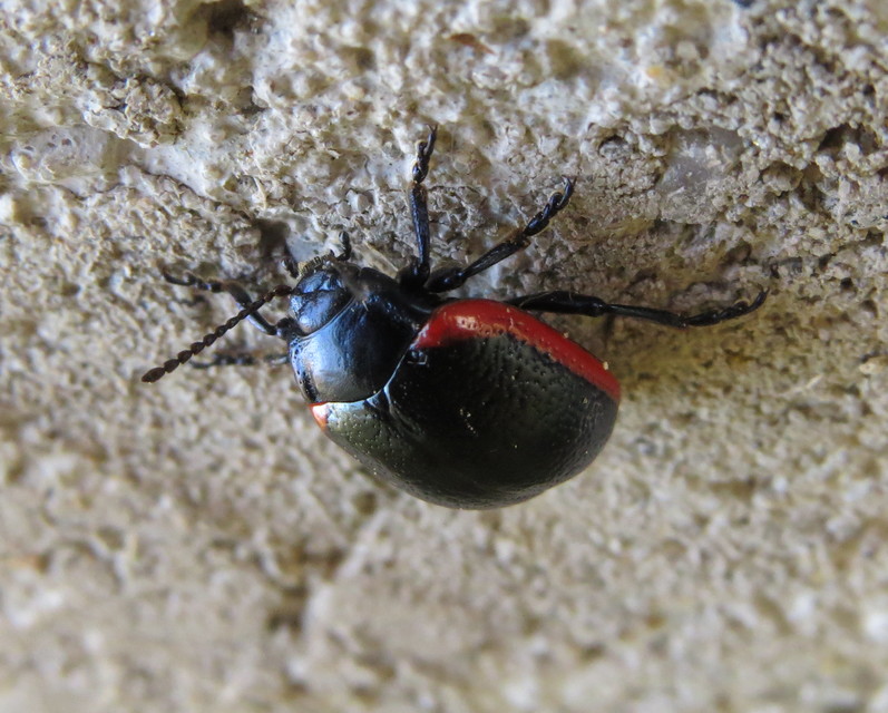Chrysolina rossia - trapézhátú szegélyeslevelész