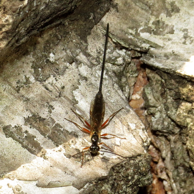 Dolichomitus