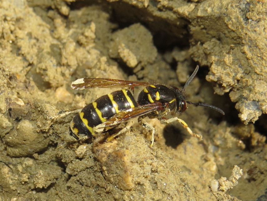 Dolichovespula media - szögletesfejű darázs
