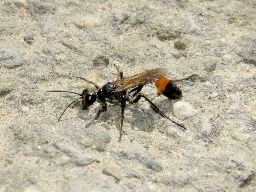 Ammophila